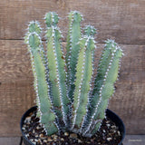 A2319 EUPHORBIA POLYACANTHA pot18-H24-W17 cm MaMa Cactus Green Plant