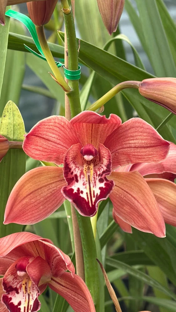 Pink cymbidium orchid flower with red speckled center and ruffled petals