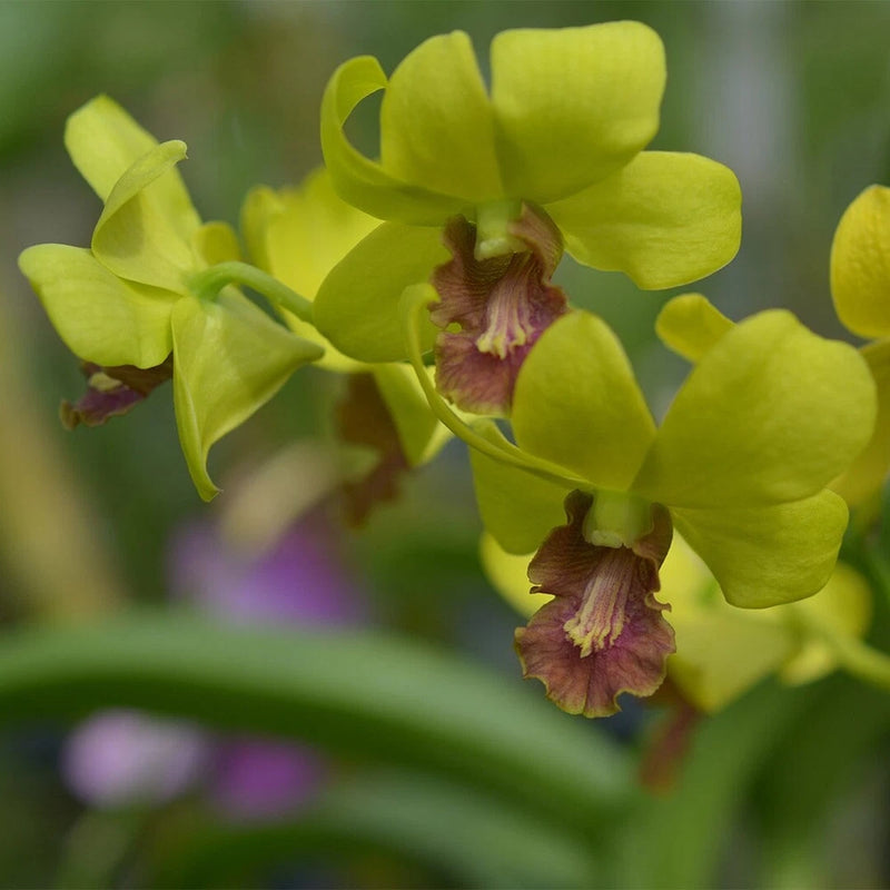 Yellow dendrobium orchid blossoms with dark brown centers