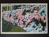 Hydrangeas in Full Bloom Along the Parkway, Atlantic City, NJ - Linen, 1958 Hydrangea