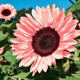 50 Non-GMO Pink Sunflower Seeds for Planting - Heirloom Flower Variety Flowering Plants