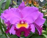 Purple orchid flower with ruffled petals and yellow-red center