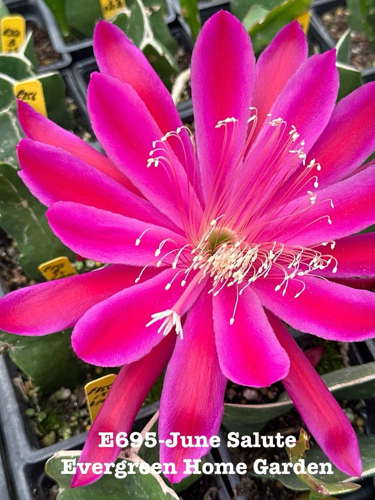 Epiphyllum orchid cactus flower in small starter pot, bright pink-magenta petals