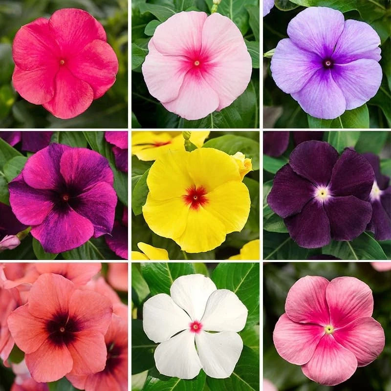 999+ Mix Vinca Periwinkle Flower Seeds for Planting in Home Garden-Non-GMO Heirl Garden Plants