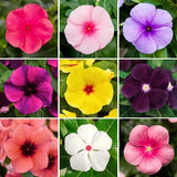 999+ Mix Vinca Periwinkle Flower Seeds for Planting in Home Garden-Non-GMO Heirl Garden Plants