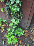 Organic Live California USA English Ivy Cuttings Green Plant