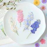 6 Pressed Delphinium Flowers for DIY Pressed Dried Flowers for Resin Dried Flower