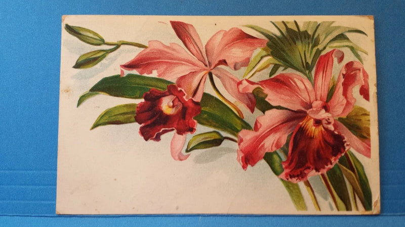 Red Lily, Lilies, flowers,1909 vintage greeting PC Postcard Lily