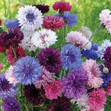 250+ TALL BACHELOR BUTTON SEEDS CORNFLOWER FRESH FOR YOUR FLOWER GARDENS Garden Plants
