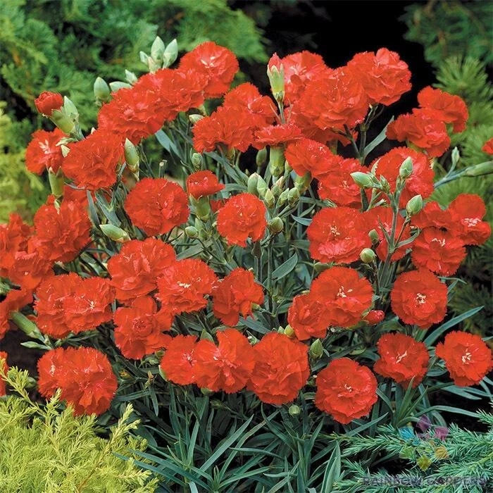 200+ Can-Can Scarlet Carnation Seeds for Garden Planting - USA - FREE SHIPPING! Garden Plants