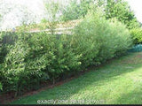 60 Austree Hybrid Willow Hedge Tree Cuttings 10" Fast Growing Privacy Green Plant