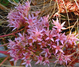 SEDUM PURPLE CARPET STONECROP Sedum Spurium Coccineum - 100 Seeds Garden Plants