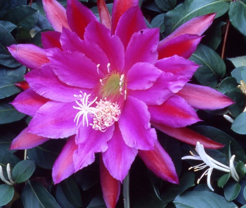 Orchid cactus flower with bright magenta petals and yellow center, surrounded by green leaves