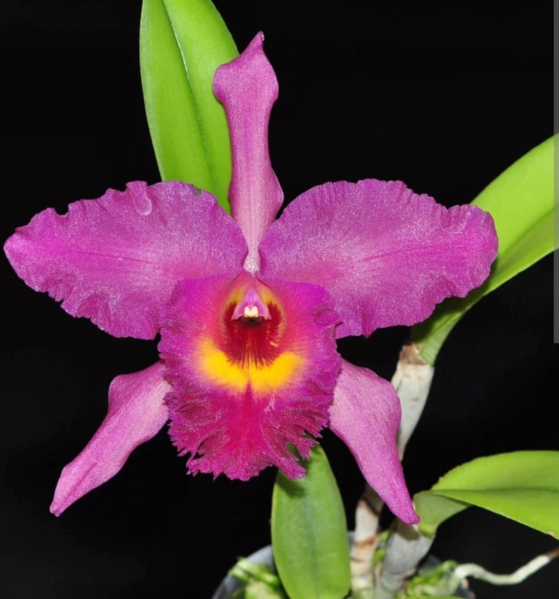 Pink orchid bloom with yellow center and red throat, green leaves on plant