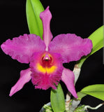 Rhyncholaeliocattleya Lemon Pink Live Blooming size Orchid plant Orchids