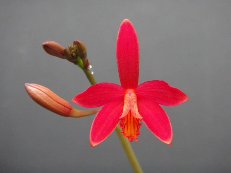 Red orange species orchid flower with yellow center and two unopened buds