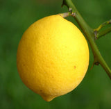 Citrus limon MEYER - MEYER LEMON PLANT Green Plant