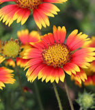 3000 Indian Blanket Flower Seeds | Hummingbird & Bee Magnet (3000 Seeds) Garden Plants