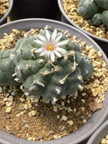 RareCactus Cluster LW succulent plants seedgrowth Boutique Garden 4-4.5CM Garden Plants
