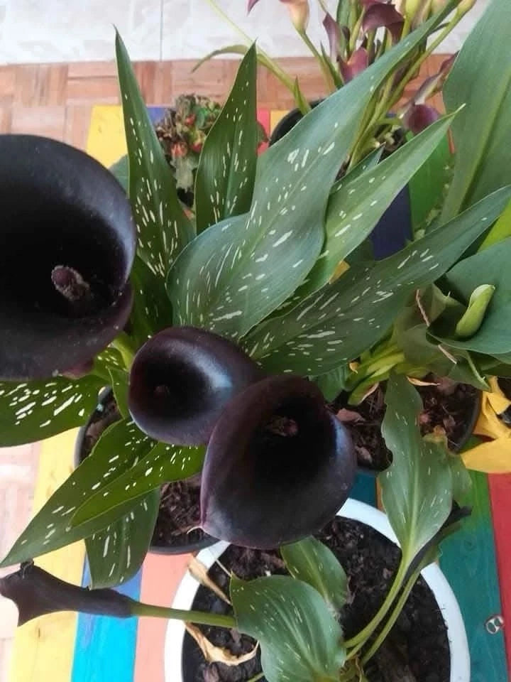 Potted calla lily plant with dark black flowers and green speckled leaves