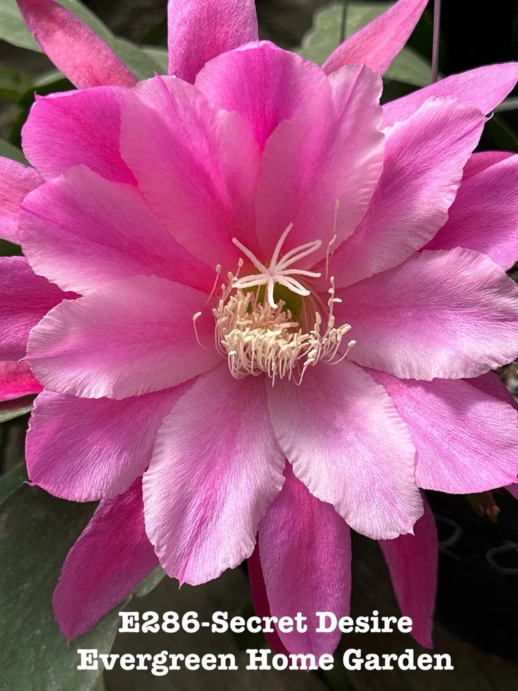 Pink and white orchid cactus flower in starter pot, full bloom