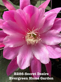 Rooted Epiphyllum Orchid Cactus ÒSecret DesireÓGrowing In 4Ó Starter Pot. Orchids