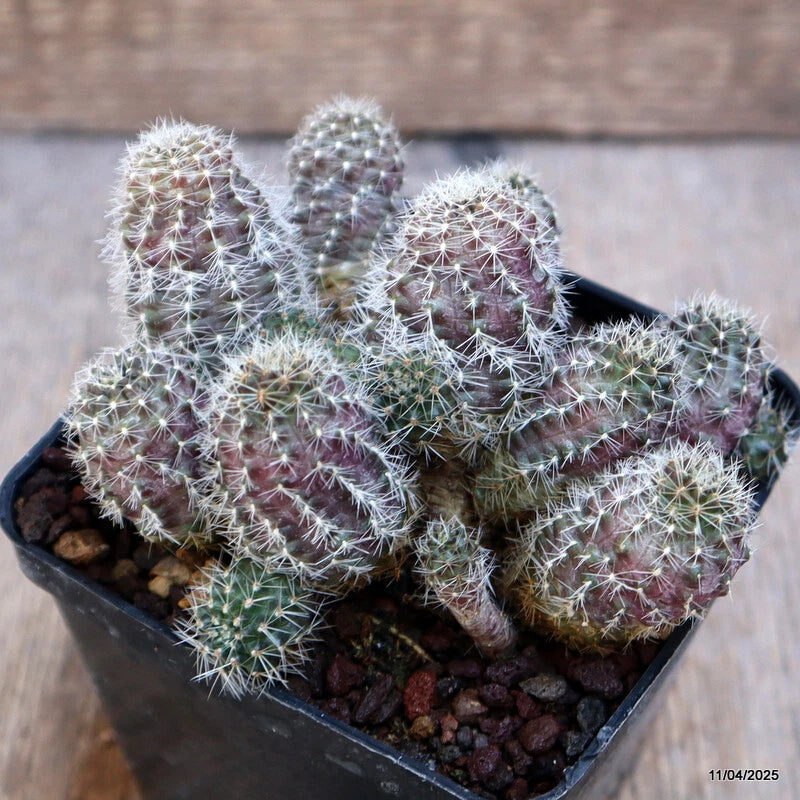 Mini potted cactus plant with clustered round spines on dark soil, in a small pot
