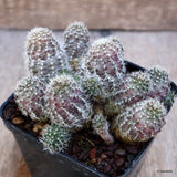 A2506 REBUTIA PYGMAEA pot9-H7-W11 cm MaMa Cactus Green Plant