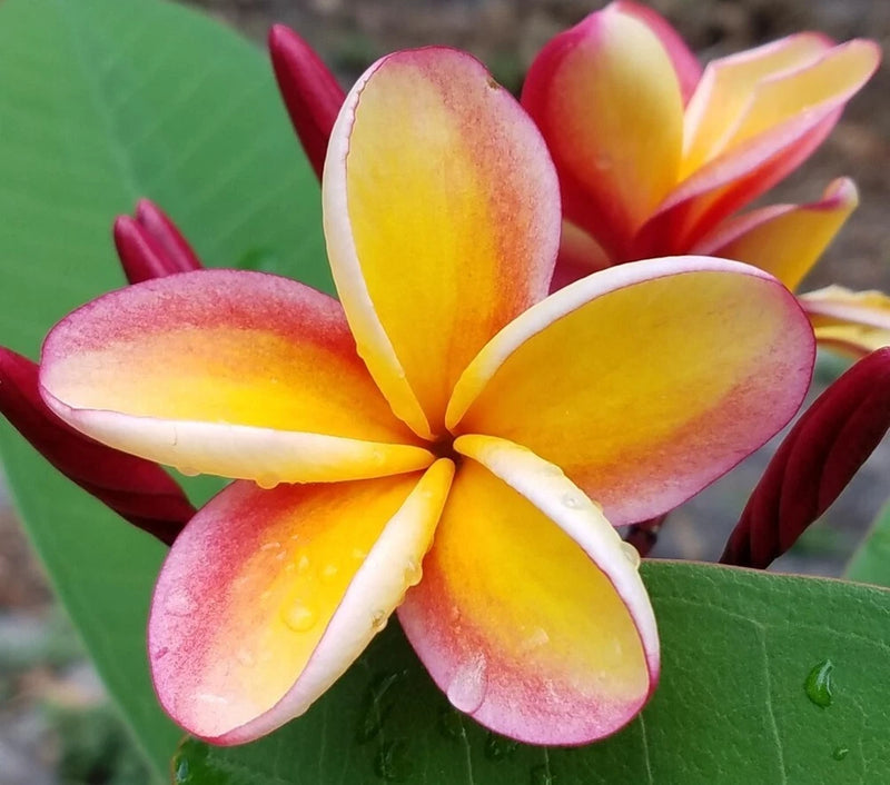 Multicolor plumeria flower with yellow, pink, and orange petals and a white center