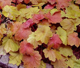 HEUCHERA CORAL BELLS MIX Heuchera H.americana x villosa x H.micrantha  200 Seeds Garden Plants
