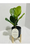 Threshold Artificial Faux Fiddle Leaf Plant in Pot Plant w/stand for Home Decor Green Plant