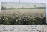 California CA Pampas Grass Field Postcard Old Vintage Card View Standard Post PC Pampas Grass