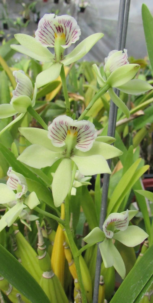 Prosthechea orchid plant with pale pink striped flowers and green leaves