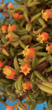 Mediocalcar decorata Orange Yellow Prolific Bloomer BS Orchid Species 4Ó Pot Orchids