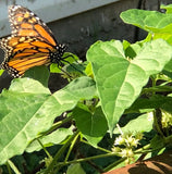 FRESH! Wild Honeyvine Milkweed 50-500 SEEDS~Organic~Climbing Bluevine Sandvine Flowering Plants