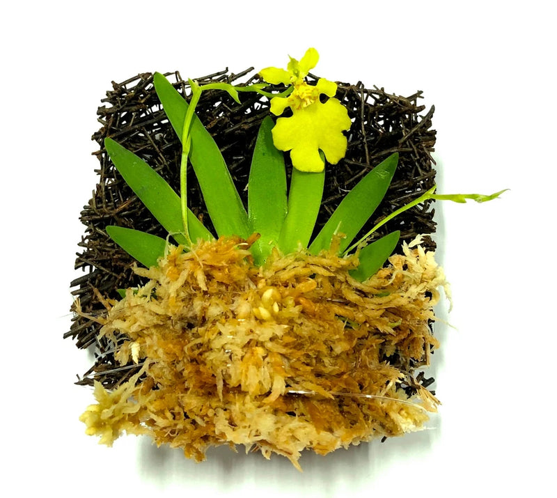 Miniature oncidium orchid on wood mount with green leaves and yellow blooms
