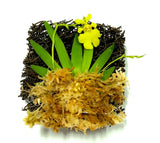 Psygmorchis Pusilla, Miniature Oncidium Orchid, Wood Mount,to Orchids