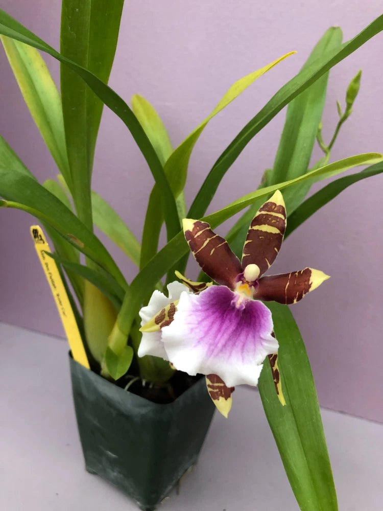 (188-3)   Milt.Dee Fujitake 'Kaley Cat'   FS Orchids