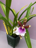(188-3)   Milt.Dee Fujitake 'Kaley Cat'   FS Orchids