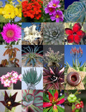 SUCCULENT MIX - rare plant exotic caudex desert COLLECTION succulents  50 seeds Garden Plants