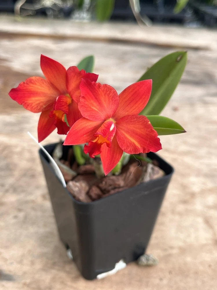 Potted orchid plant with bright red-orange blooms and green leaves