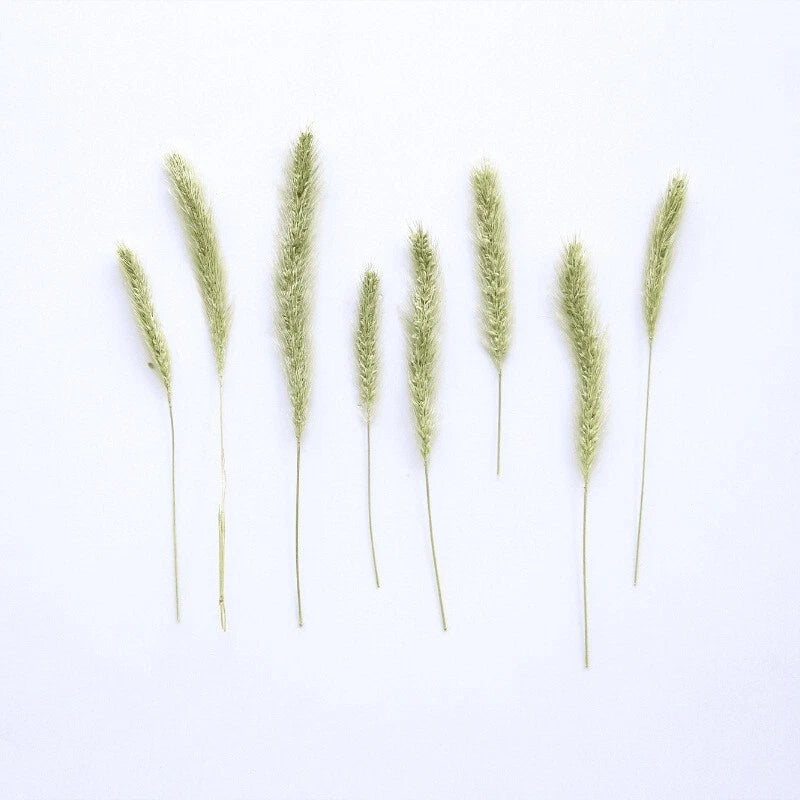 Set of 12 dried dog grass stems, light green, thin heads