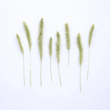 12PCS Real Dry Dog Grass, Dog Tail Grass, Floral Supply for art craft FSS32 Dried Flower