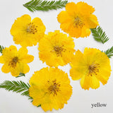 72pc DIY Dried Chrysanthemum Flower Plant Specimen Craft Bookmark Embossed Decor Dried Flower