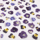 60Pcs Dried Pressed Pansies Flowers for Cake Decorating, Purple, Purple Dried Flower