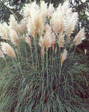 Cortaderia Pampas Grass Selloana Pampas White Seeds Pampas Grass