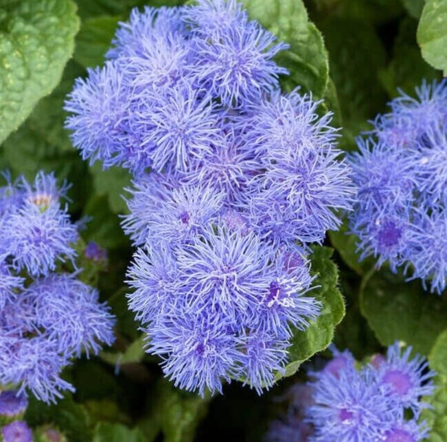 AGERATUM FLOWER SEEDS 1000+ DWARF BLUE MINK annual WILDFLOWER garden FREE SHIP Garden Plants