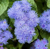 AGERATUM FLOWER SEEDS 1000+ DWARF BLUE MINK annual WILDFLOWER garden FREE SHIP Garden Plants