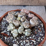 D5353 LITHOPS HOOKERII pot16-H6-W11 cm MaMa Cactus Green Plant
