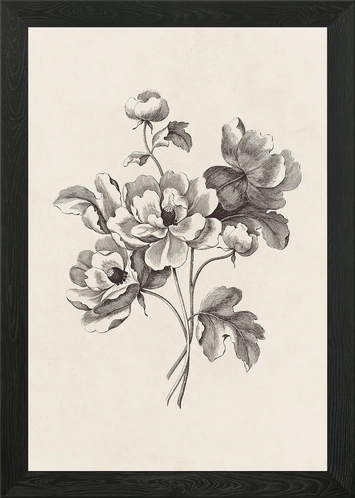 Ranunculus Flower Sketch Framed Wall Art Poster Canvas Print Picture Ranunculus